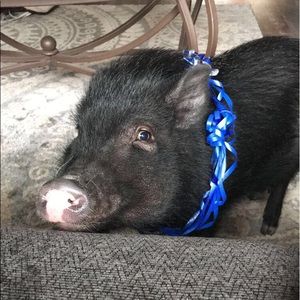 Meet your Posher, Carlie